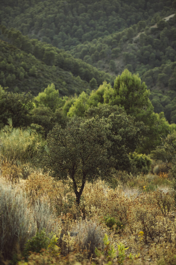 محمية ألتين إمل